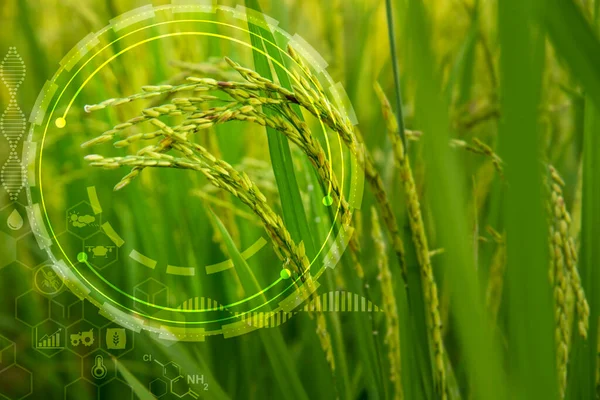 Smart Farm, Icon concept at paddy rice product for environmental social, Agricultural technology and organic agriculture  hold rice ears with innovative technology and study the development of rice varieties in the rice fields.
