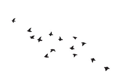 Black silhouette of flying birds group isolated on white background. Vector design element. Bird flock simple illustration. clipart