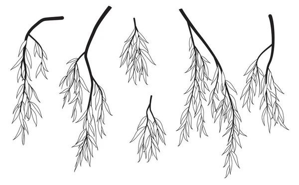 一组黑白相间的树枝 叶子在空白的背景上相互隔离 矢量单色哭泣柳树线艺术图解 落叶植物元素概述 — 图库矢量图片