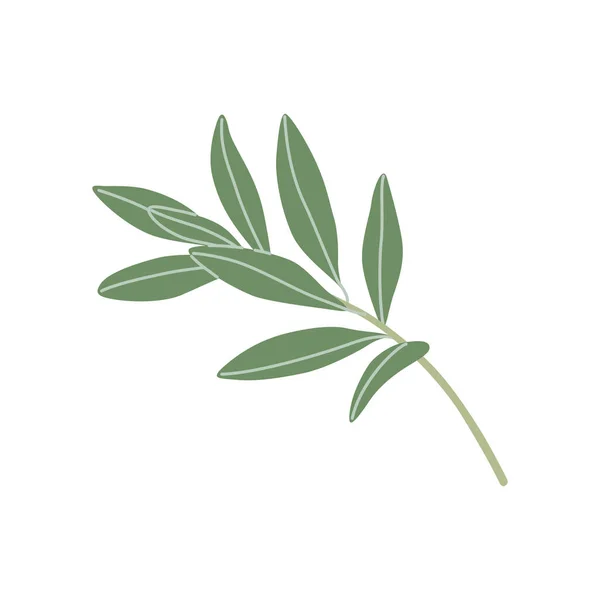 Simple Olive Branch Green Leaves Isolated White Background Mediterranean Tree — Stock Vector