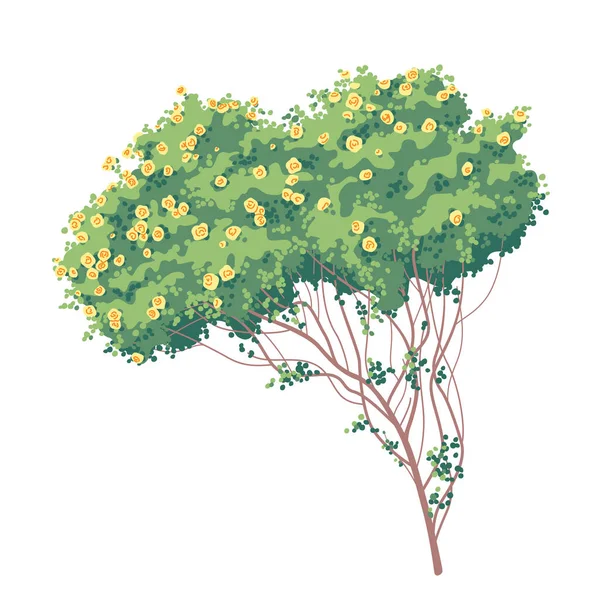 黄色のバラと緑の葉を持つ大きな古い茂みは白い背景に孤立しています 花と一緒に登る庭の植物 装飾的な開花低木は単純なベクトルイラストをバラ — ストックベクタ