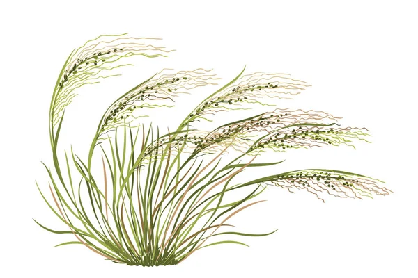 白い背景に孤立した羽草 細い葉を持つ野生の草原のシリアル 単純なベクトル図 — ストックベクタ