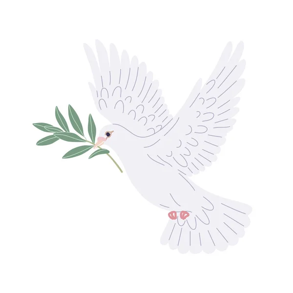 在空旷的背景上孤立的白鸽 简单的鸽子用嘴衔着橄榄枝 矢量卡通画 — 图库矢量图片#