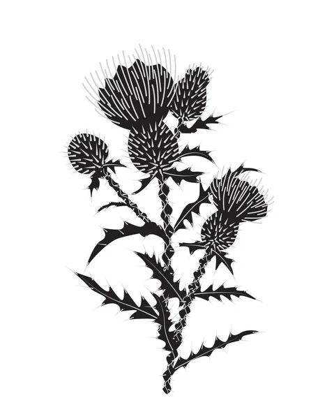 Planta Cardo Con Tallo Espinoso Hojas Cabezas Redondeadas Flores Monocromo — Archivo Imágenes Vectoriales
