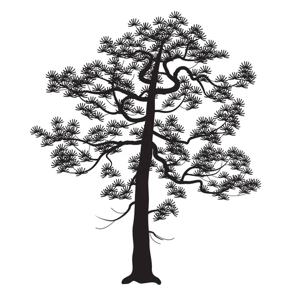 日本古老松树的黑色轮廓 背景为白色 单色针叶树植物简单的病媒说明 景观元素设计 — 图库矢量图片