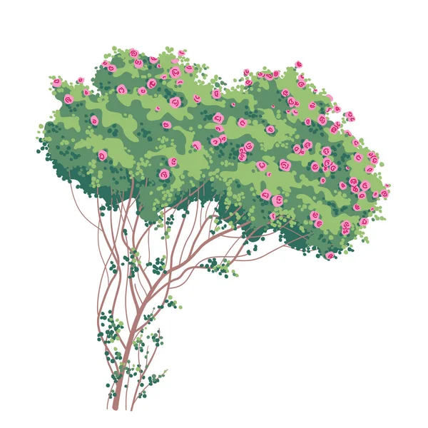 ピンクのバラと緑の葉を持つ大きな古いブッシュは白い背景に隔離されています 花と一緒に登る庭の植物 装飾的な開花低木は単純なベクトルイラストをバラ — ストックベクタ