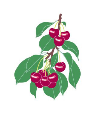 Beyaz arka planda kırmızı böğürtlen ve yeşil yapraklı basit bir kiraz ağacı dalı. Sağlıklı doğal yiyecekler. Bahçe bitkisi kısmı ve olgun kirazlar. Vektör düz resimleme.