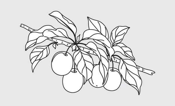 果物と葉が灰色の背景に単離された概要の梅の木の枝 プラム テンプレート 着色ページが付いているモノクロの庭の植物の部分 黒と白のベクトルイラスト — ストックベクタ