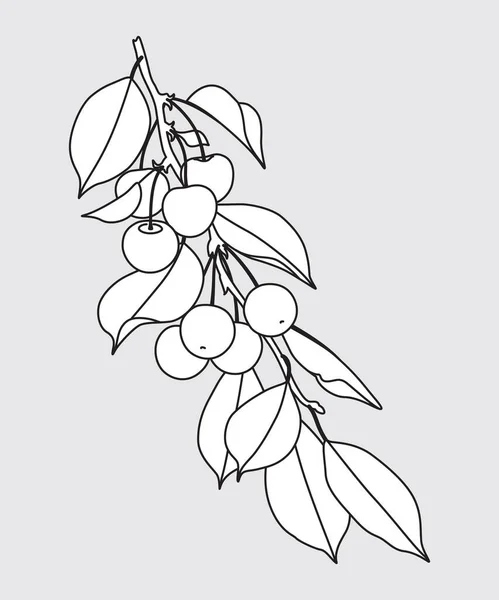 Outlined Sweet Cherry Tree Branch Berries Leaves Isolated Grey Monochrome — Stock Vector