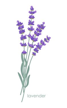 Beyaz arka planda izole edilmiş Fransız lavanta demeti. Mor çiçekler ve yeşil yapraklarla açan Lavandula. Basit botanik vektör düz resimleme.