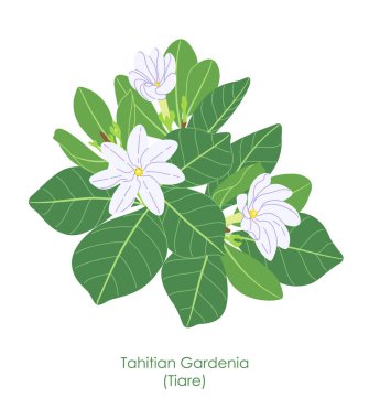 Simple Tahitian gardenia branch isolated on white background. White Tiare flowers, buds and green leaves of flowering evergreen tropical shrub. Botanical vector flat illustration. clipart