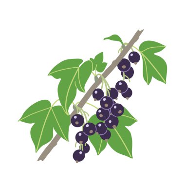 Beyaz arkaplanda basit bir kuşüzümü var. Koyu olgun böğürtlen ve yeşil yapraklı siyah frenk üzümü dalı. Sağlıklı doğal yaz yemekleri. Bahçe cassis bitki vektörü düz illüstrasyon.