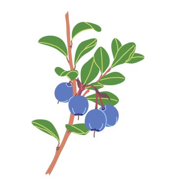 Beyaz arka planda mavi böğürtlen ve yeşil yapraklı basit bir bataklık yaban mersini dalı. Sağlıklı doğal yiyecekler. Vahşi büyüyen orman bitkisi vektörü düz çizim.