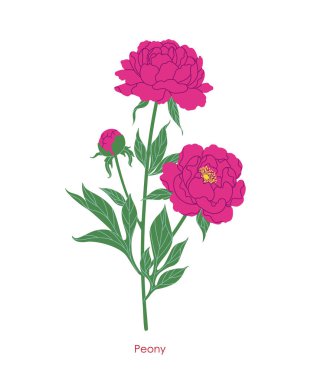 Basit şakayık beyaz arka planda izole edilmiş. Pembe çiçekleri, tomurcukları ve yeşil yaprakları olan çiçek açan bahçe bitkisi. Botanik vektör düz illüstrasyon.