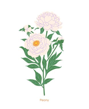 Basit beyaz şakayık boş bir arkaplanda izole edilmiş. Çiçekleri hafif, tomurcukları tomurcuklanmış ve yaprakları yüksek olan çiçek açan bahçe bitkisi. Botanik vektör düz illüstrasyon.