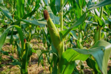 Mısır tarlasını kapatın. Seçici odaklanma. Yaz Tarım Mevsiminde Yeşil Mısır Tarlası Çiftliği. Bir tarladaki mısır tarlasına yakın..                               