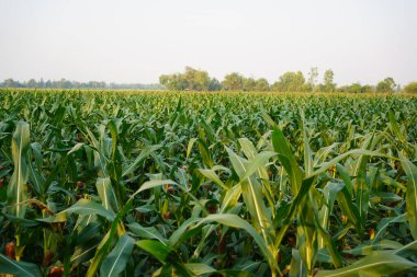 Mısır tarlasını kapatın. Seçici odaklanma. Yaz Tarım Mevsiminde Yeşil Mısır Tarlası Çiftliği. Bir tarladaki mısır tarlasına yakın..                               