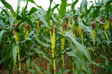Mısır tarlasını kapatın. Seçici odaklanma. Yaz Tarım Mevsiminde Yeşil Mısır Tarlası Çiftliği. Bir tarladaki mısır tarlasına yakın..                               