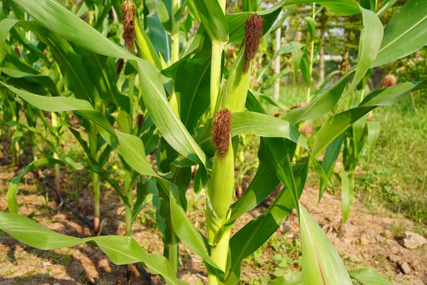 Corn Field Close Selective Focus Green Maize Corn Field Plantation — Stock Photo, Image