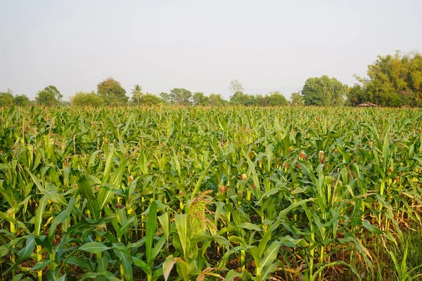 stock image Corn field close up. Selective focus. Green Maize Corn Field Plantation in Summer Agricultural Season. Close up of corn on the cob in a field.                               