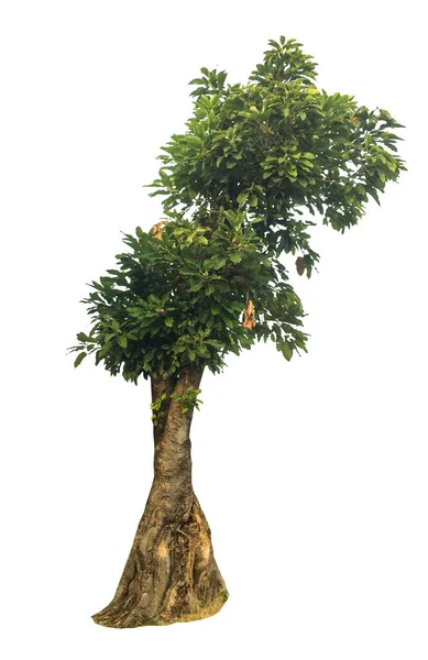 Träd Isolerad Vit Bakgrund Tropiska Träd Isolerade Används För Design — Stockfoto