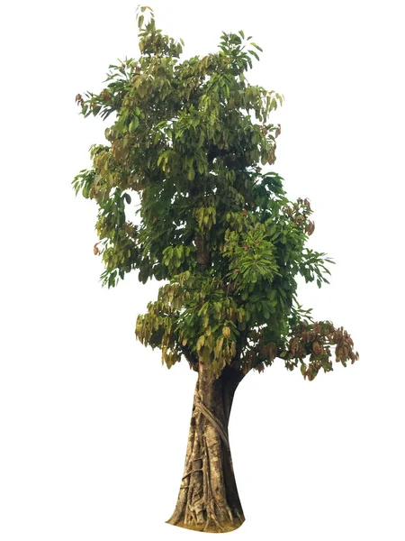 Дерево Изолировано Белом Фоне Тропические Деревья Используемые Дизайна Рекламы Архитектуры — стоковое фото