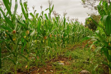 Mısır tarlasını kapatın. Seçici odaklanma. Yaz Tarım Mevsiminde Yeşil Mısır Tarlası Çiftliği. Bir tarladaki mısır tarlasına yakın..                                 