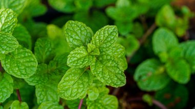 Peppermint leaf green plants with aromatic properties of strong teeth and fresh ivy as a ground cover plant in thailand.  Fresh mint tree in the organic garden Peppermint And is a medicinal plant.                               