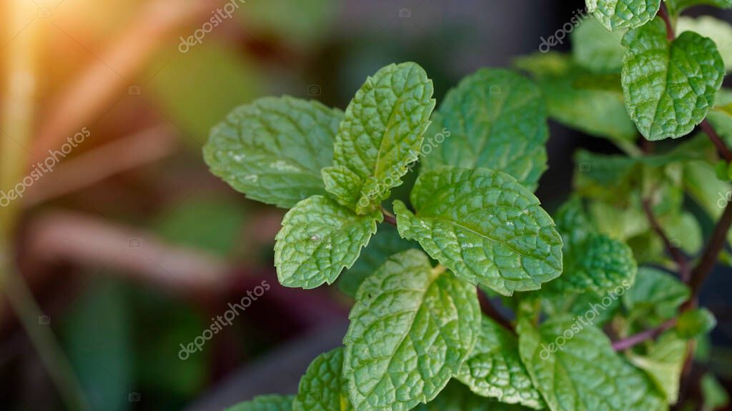 Peppermint leaf green plants with aromatic properties of strong teeth