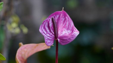 Flamingo flower, Pigtail Anthurium or Pigtail flamingo flower, dark green leaves as the background make the flowers stand out beautifully,                               