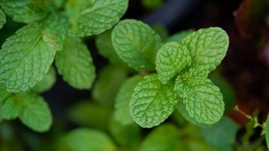 Peppermint plant grow at vegetable garden, Fresh peppermint trees in organig garden,                               