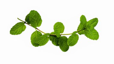 Taze yeşil nane yaprakları, beyaz arka planda izole edilmiş nane şekeri fotokopi alanı. Beyaz arkaplanda izole edilmiş taze ham nane yaprakları kırpma yolu. 