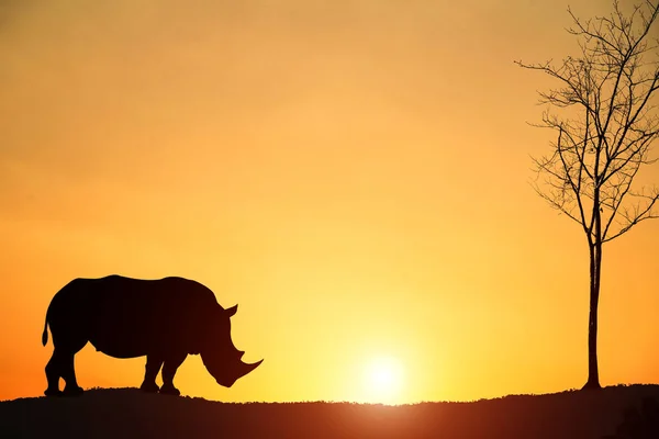 Silhouet Van Een Neushoorn Van Afrikaanse Savanne Landschap Afrika Heldere — Stockfoto
