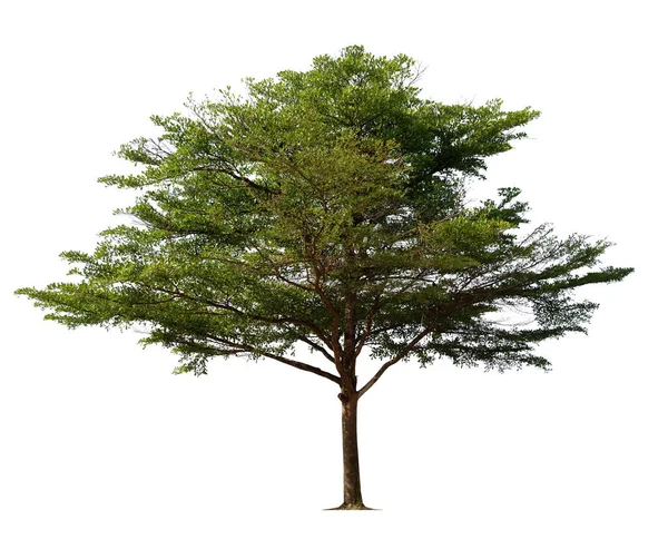 Baum Isoliert Auf Weißem Hintergrund Mit Schnittpfad Tropische Bäume Isoliert — Stockfoto