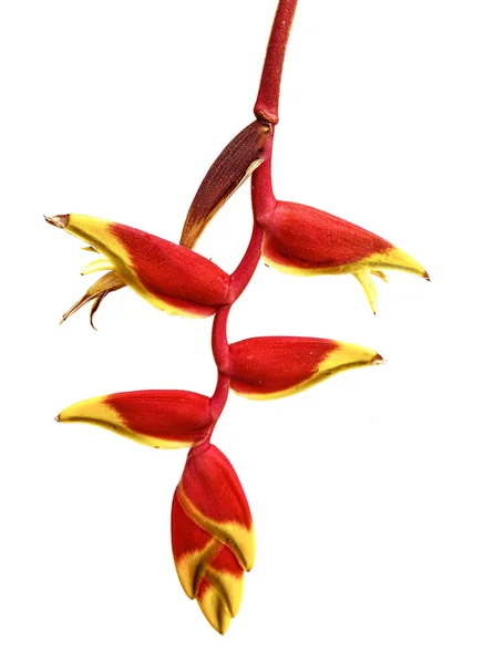 Rote Helikonia Oder Paradiesvogel Blume Tropische Blume Isoliert Auf Weißem — Stockfoto