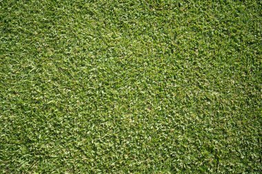 Yeşil çimen arka plan, bahçe manzarası yeşil arka plan yapmak için kullanılan parlak çimen konsepti, spor alanı için çimen, golf sahası yeşil çizgili doku arka plan