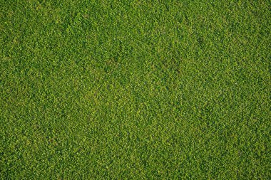 Yeşil çimen arka plan, bahçe manzarası yeşil arka plan yapmak için kullanılan parlak çimen konsepti, spor alanı için çimen, golf sahası yeşil çizgili doku arka plan