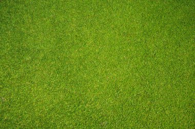Yeşil çimen arka plan, bahçe manzarası yeşil arka plan yapmak için kullanılan parlak çimen konsepti, spor alanı için çimen, golf sahası yeşil çizgili doku arka plan