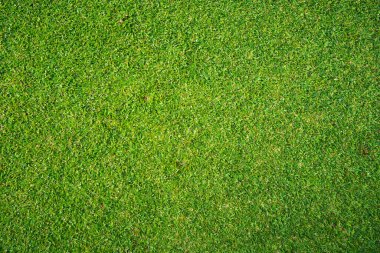 Yeşil çimen arka plan, bahçe manzarası yeşil arka plan yapmak için kullanılan parlak çimen konsepti, spor alanı için çimen, golf sahası yeşil çizgili doku arka plan