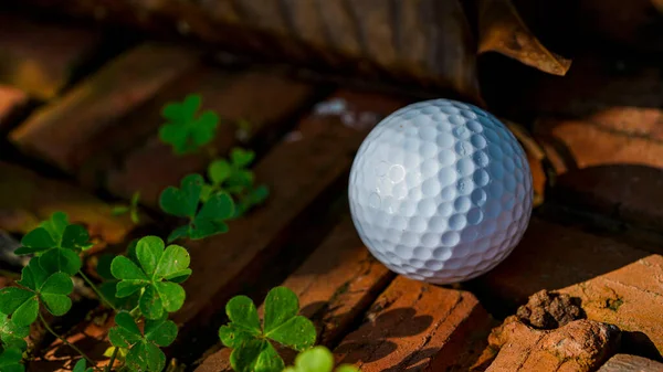 Golf Ball Hazard Area Course Golf Ball Tee Green Lawn — Stock Photo, Image