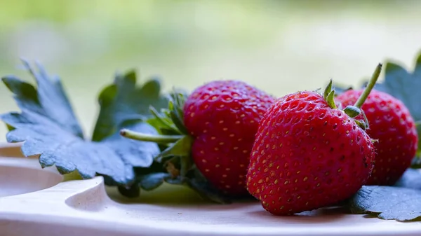Fresh strawberries fruits on strawberry plants, red strawberries with leaves on wooden table and farmland background