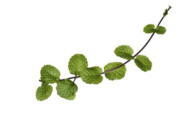 Taze yeşil nane yaprakları, beyaz arka planda izole edilmiş nane şekeri fotokopi alanı. Beyaz arkaplanda izole edilmiş taze ham nane yaprakları kırpma yolu.                               