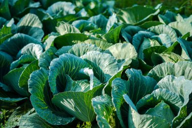 Taze toplanmış lahana. Genç lahana çiftçi tarlasında yetişir, açık alanda lahana yetiştirir. tarımsal iş                               