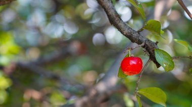 Taze organik Acerola kirazı. Tayland ya da Acerola kirazları ağaçta, C vitamini ve antioksidan meyveleri..                                