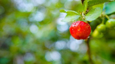 Taze organik Acerola kirazı. Tayland ya da Acerola kirazları ağaçta, C vitamini ve antioksidan meyveleri..                                