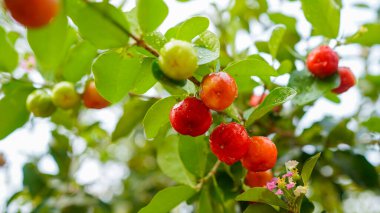 Taze organik Acerola kirazı. Tayland ya da Acerola kirazları ağaçta, C vitamini ve antioksidan meyveleri..                                