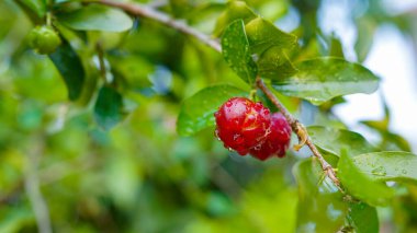 Taze organik Acerola kirazı. Tayland ya da Acerola kirazları ağaçta, C vitamini ve antioksidan meyveleri..                                
