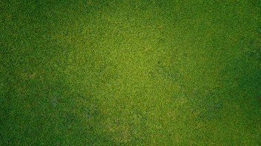 Yeşil çimen arka plan, bahçe manzarası yeşil arka plan yapmak için kullanılan parlak çimen konsepti, spor alanı için çimen, golf sahası yeşil çizgili doku arka plan                               