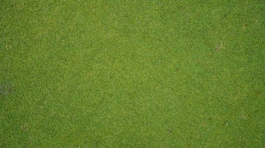 Yeşil çimen arka plan, bahçe manzarası yeşil arka plan yapmak için kullanılan parlak çimen konsepti, spor alanı için çimen, golf sahası yeşil çizgili doku arka plan                               