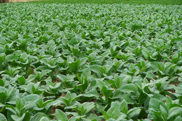 stock image Tobacco plantation, Field of tobacco. Planting a row of tobacco plants in a farmer's field.                                